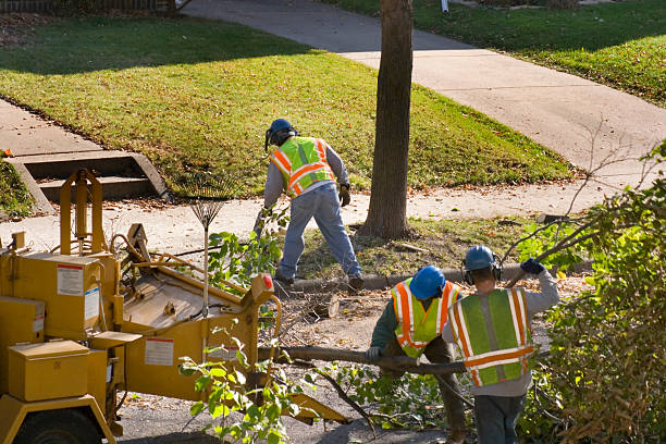 Best Emergency Tree Service  in Big Rapids, MI